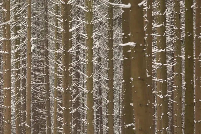 Framed Print : Snow-covered trunks of Spruce -Picea-, pine forest, Bergisches Land, North Rhine-Westphalia, Germany Framed Print : Snow-covered trunks of Spruce -Picea-, pine forest, Bergisches Land, North Rhine-Westphalia, Germany
