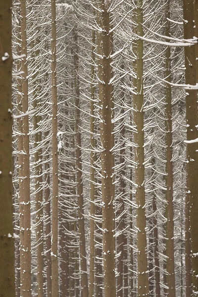 Snow-covered trunks of Spruce -Picea-, pine forest, Bergisches Land, North Rhine-Westphalia, Germany