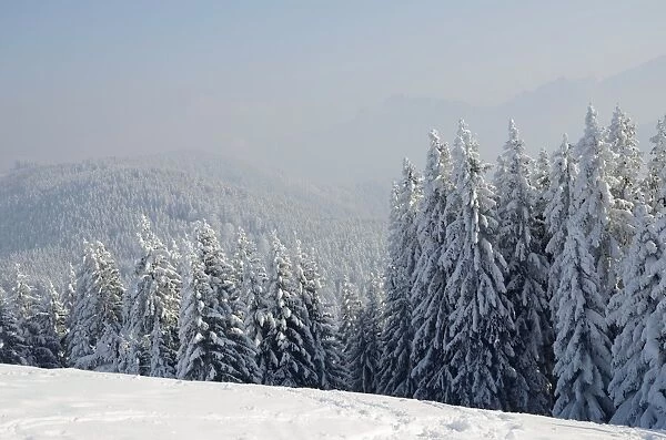 Snow-covered winter landscape, inversion weather conditions at Schwarzenberg mountain, near Elbach, Leitzachtal, Bavaria, Germany, Europe