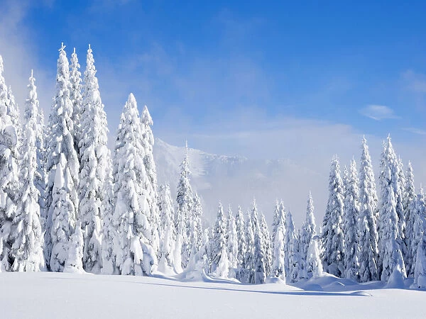 Snow covering fir trees, Mount Baker Snoqualmie National Forest, Washington State, USA