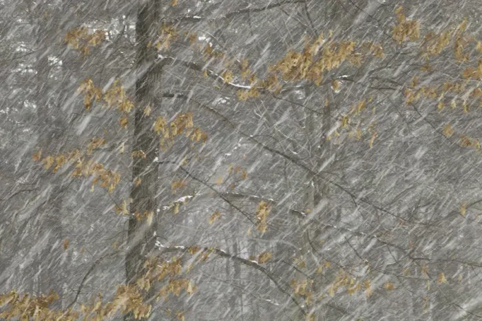Framed Print : Snow falling in decidous forest Framed Print : Snow falling in decidous forest
