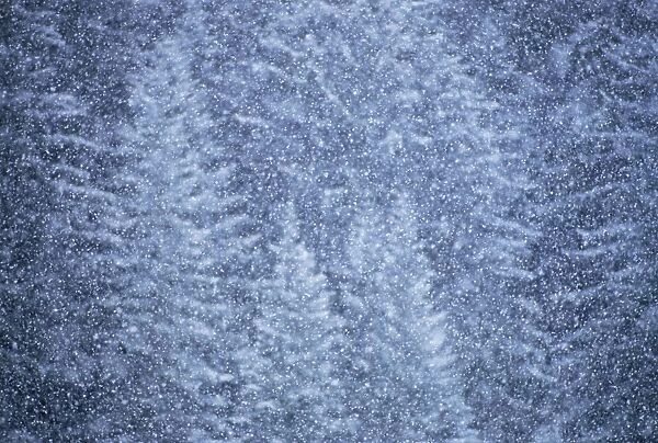 Snow falling on evergreen trees, Alaska, USA