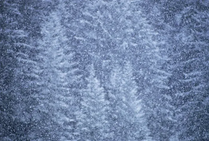 Framed Print : Snow falling on evergreen trees, Alaska, USA Framed Print : Snow falling on evergreen trees, Alaska, USA