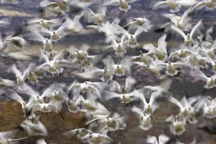 Framed Print : Snow Geese -Anser caerulescens atlanticus, Chen caerulescens- in wintering grounds, flock flying up, Bosque del Apache, New Mexico, USA, America Framed Print : Snow Geese -Anser caerulescens atlanticus, Chen caerulescens- in wintering grounds, flock flying up, Bosque del Apache, New Mexico, USA, America