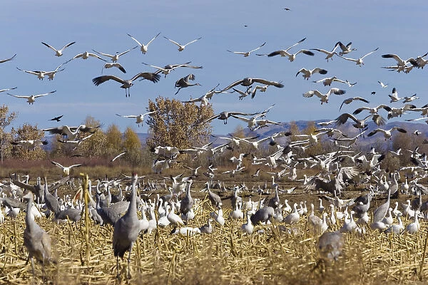 Snow Geese (Anser caerulescens atlanticus, Chen caerulescens) and Sandhill Cranes (Grus canadensis) wintering in the Bosque del Apache Wildlife Refuge, New Mexico, USA