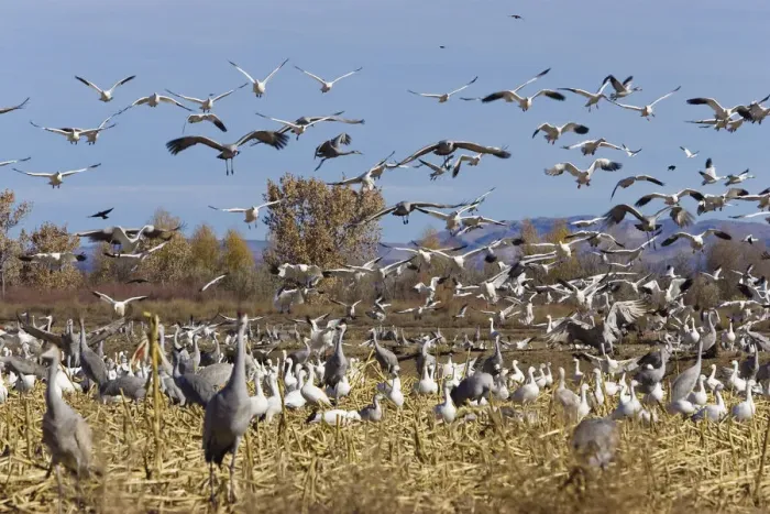 Framed Print : Snow Geese (Anser caerulescens atlanticus, Chen caerulescens) and Sandhill Cranes (Grus canadensis) wintering in the Bosque del Apache Wildlife Refuge, New Mexico, USA Framed Print : Snow Geese (Anser caerulescens atlanticus, Chen caerulescens) and Sandhill Cranes (Grus canadensis) wintering in the Bosque del Apache Wildlife Refuge, New Mexico, USA
