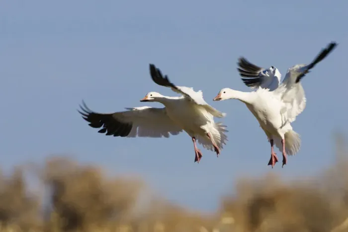 Framed Print : Snow Geese (Anser caerulescens atlanticus, Chen caerulescens) during landing, Bosque del Apache Wildlife Refuge, New Mexico, USA Framed Print : Snow Geese (Anser caerulescens atlanticus, Chen caerulescens) during landing, Bosque del Apache Wildlife Refuge, New Mexico, USA