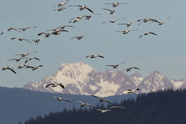Snow geese (Anser caerulescens) flying over Cascade Mountains, Skagit Valley, Washington State, USA