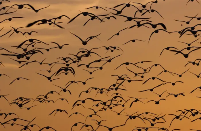 Framed Print : Snow geese, Bosque Del Apache National Wildlife Refuge, New Mexico, USA Framed Print : Snow geese, Bosque Del Apache National Wildlife Refuge, New Mexico, USA