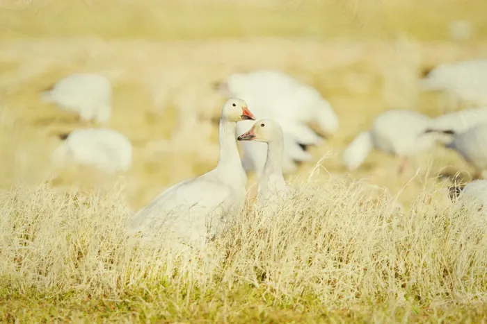 Framed Print : Snow geese in field