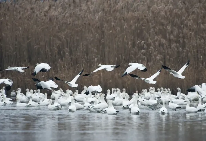 Framed Print : Snow geese flock in salt marsh habitat Framed Print : Snow geese flock in salt marsh habitat