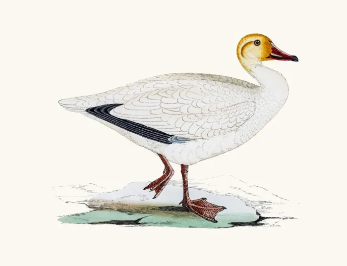 Framed Print : Snow goose Framed Print : Snow goose