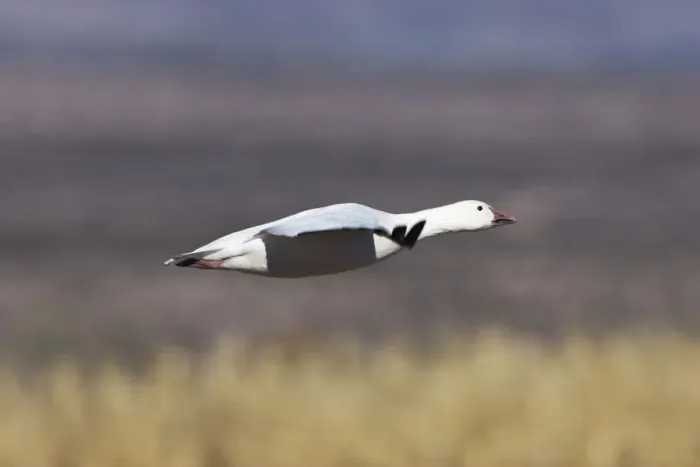 Framed Print : Snow Goose (Anser caerulescens atlanticus, Chen caerulescens) during landing, Bosque del Apache Wildlife Refuge, New Mexico, USA Framed Print : Snow Goose (Anser caerulescens atlanticus, Chen caerulescens) during landing, Bosque del Apache Wildlife Refuge, New Mexico, USA