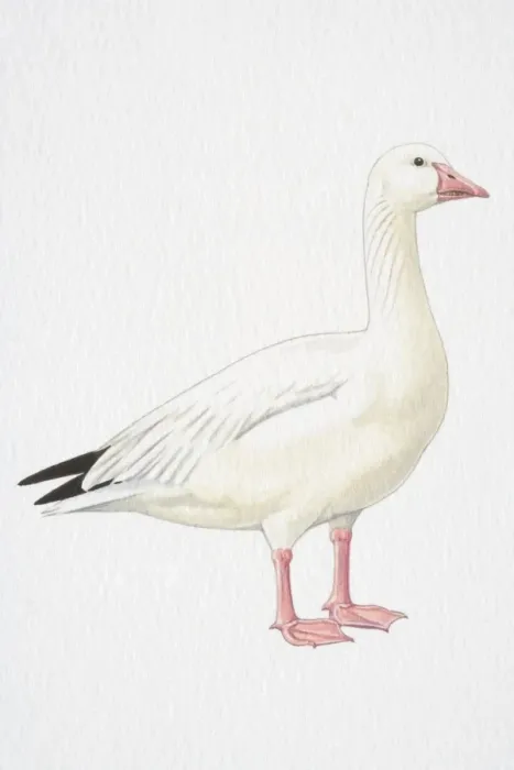 Framed Print : Snow Goose (Chen caerulescens), side view Framed Print : Snow Goose (Chen caerulescens), side view