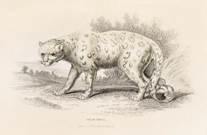 Framed Print : The snow leopard engraving 1855 Framed Print : The snow leopard engraving 1855