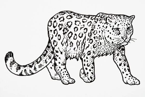 Snow Leopard (Uncia uncia or Panthera uncia), stepping forward, showing patterning on coat