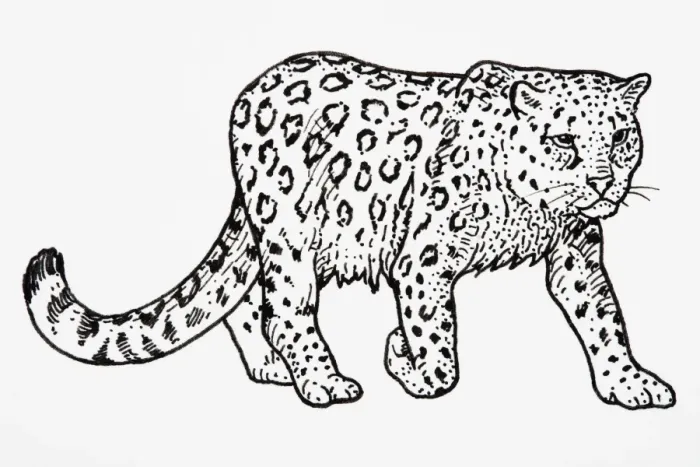 Framed Print : Snow Leopard (Uncia uncia or Panthera uncia), stepping forward, showing patterning on coat Framed Print : Snow Leopard (Uncia uncia or Panthera uncia), stepping forward, showing patterning on coat