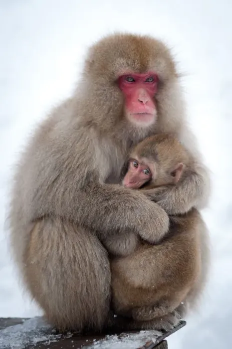 Framed Print : Snow Monkey Framed Print : Snow Monkey