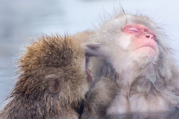 Snow monkey which soaks in the hot spring