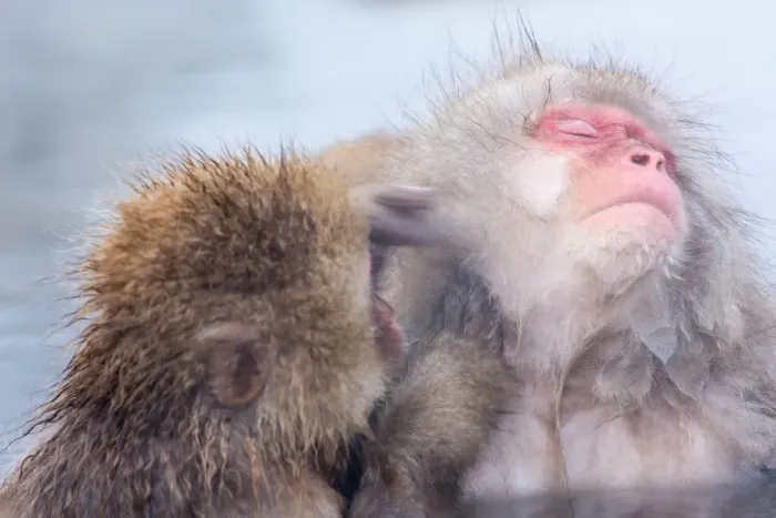 Framed Print : Snow monkey which soaks in the hot spring Framed Print : Snow monkey which soaks in the hot spring