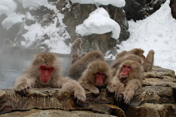 Framed Print : Snow Monkeys Framed Print : Snow Monkeys