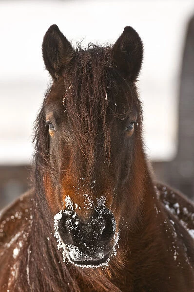 Snow Nose. A brown horse looking straight forward with snow on it's muzzle