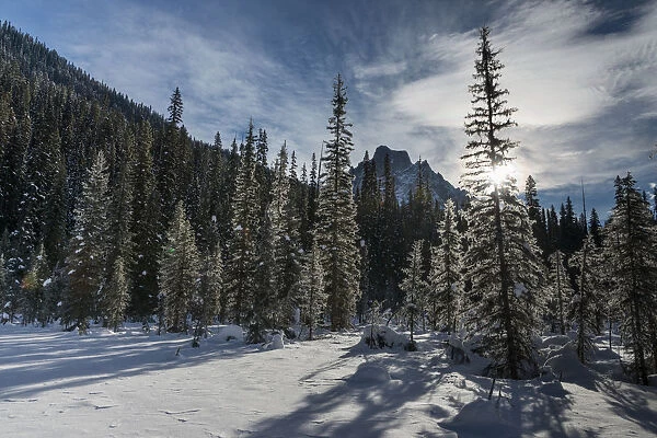 Snow on the rugged Canadian Rocky Mountains and trees, Yoho National Park