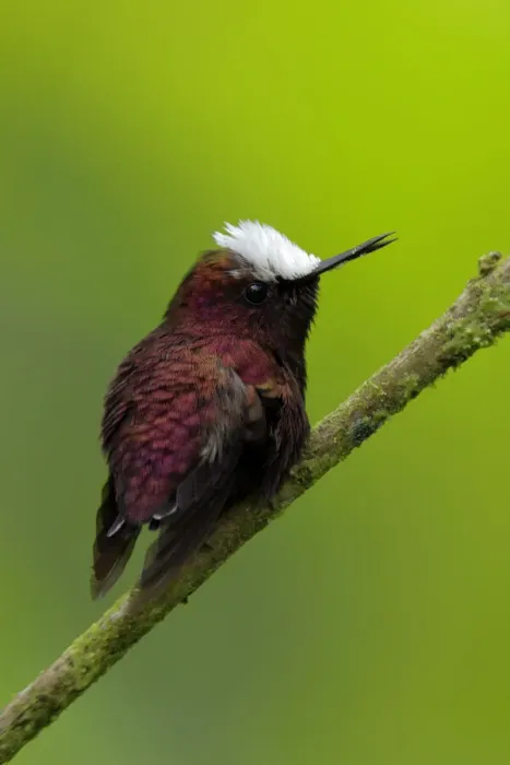 Framed Print : Snowcap Hummingbird Framed Print : Snowcap Hummingbird