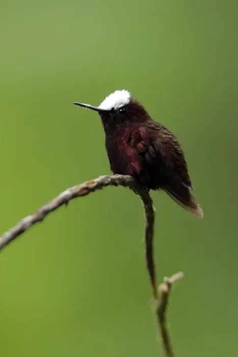 Framed Print : Snowcap Hummingbird Framed Print : Snowcap Hummingbird