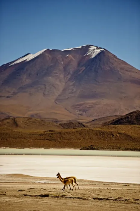 Framed Print : Two with snowcapped mountain Framed Print : Two with snowcapped mountain