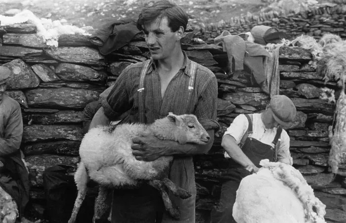 Framed Print : Snowdonia Shearing Framed Print : Snowdonia Shearing
