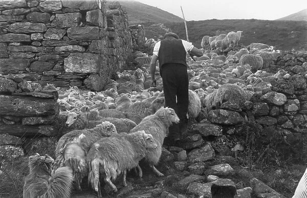 Snowdonia Shepherd