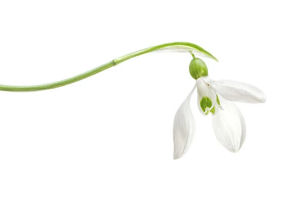 Snowdrop. Galanthus Nivalis, commomly known as the Snowdrop