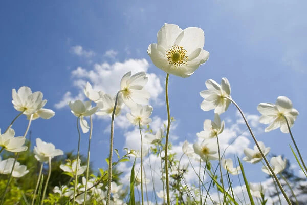 Snowdrop Anemones -Anemone sylvestris- flowers against a blue sky, Thuringia, Germany