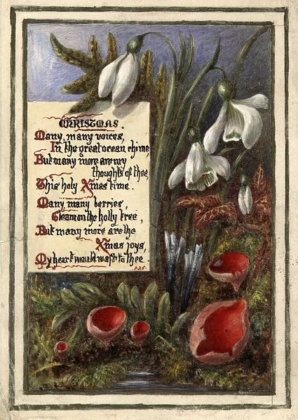 Snowdrops. circa 1890: Snowdrops feature on this handpainted Christmas card