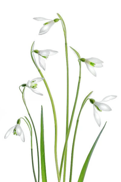 Snowdrops. Spring flowering Snowdrop Galanthus Nivalis against a white background