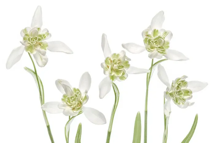 Framed Print : Snowdrops. Close up of the beautiful Spring flowering Double Snowdrop Galanthus Framed Print : Snowdrops. Close up of the beautiful Spring flowering Double Snowdrop Galanthus