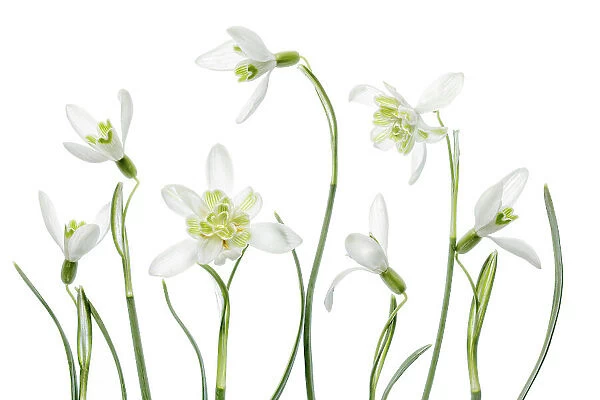 Snowdrops. An arrangement of beautiful Spring flowering Snowdrop Galanthus Nivalis