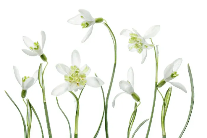 Framed Print : Snowdrops. An arrangement of beautiful Spring flowering Snowdrop Galanthus Nivalis Framed Print : Snowdrops. An arrangement of beautiful Spring flowering Snowdrop Galanthus Nivalis