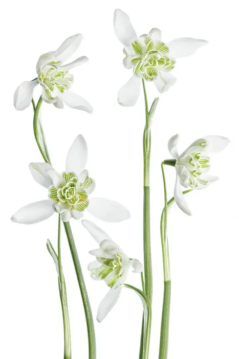 Framed Print : Snowdrops. Close up of the beautiful Spring flowering Double Snowdrop Galanthus Framed Print : Snowdrops. Close up of the beautiful Spring flowering Double Snowdrop Galanthus