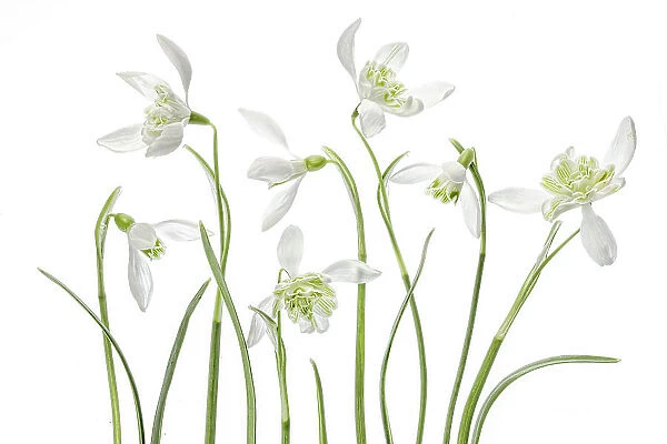 Snowdrops. An arrangement of beautiful Spring flowering Snowdrop Galanthus Nivalis