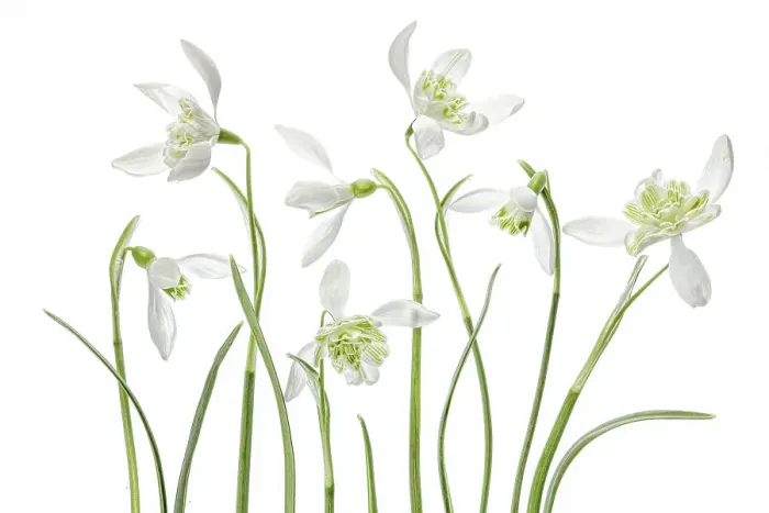 Framed Print : Snowdrops. An arrangement of beautiful Spring flowering Snowdrop Galanthus Nivalis