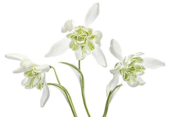 Snowdrops. Close up of the beautiful Spring flowering Double Snowdrop Galanthus