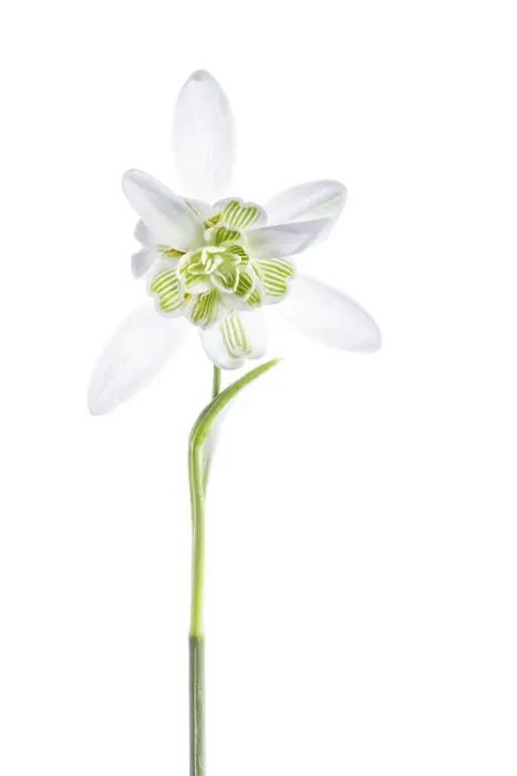 Framed Print : Snowdrops. Close up of the beautiful Spring flowering Double Snowdrop Galanthus Framed Print : Snowdrops. Close up of the beautiful Spring flowering Double Snowdrop Galanthus
