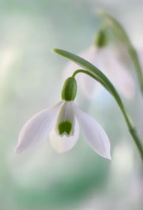 Framed Print : Snowdrops. Close up of Snowdrops Framed Print : Snowdrops. Close up of Snowdrops
