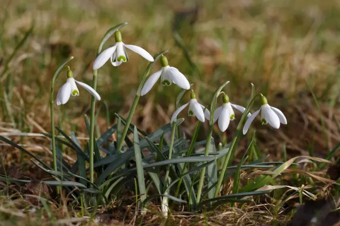 Framed Print : Snowdrops -Galanthus nivalis-, Germany, Europe Framed Print : Snowdrops -Galanthus nivalis-, Germany, Europe