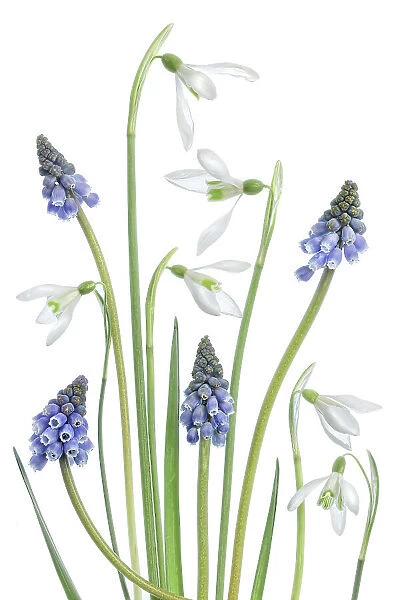Snowdrops and Grape Hyacinth