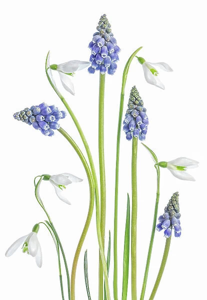 Snowdrops and Grape Hyacinth