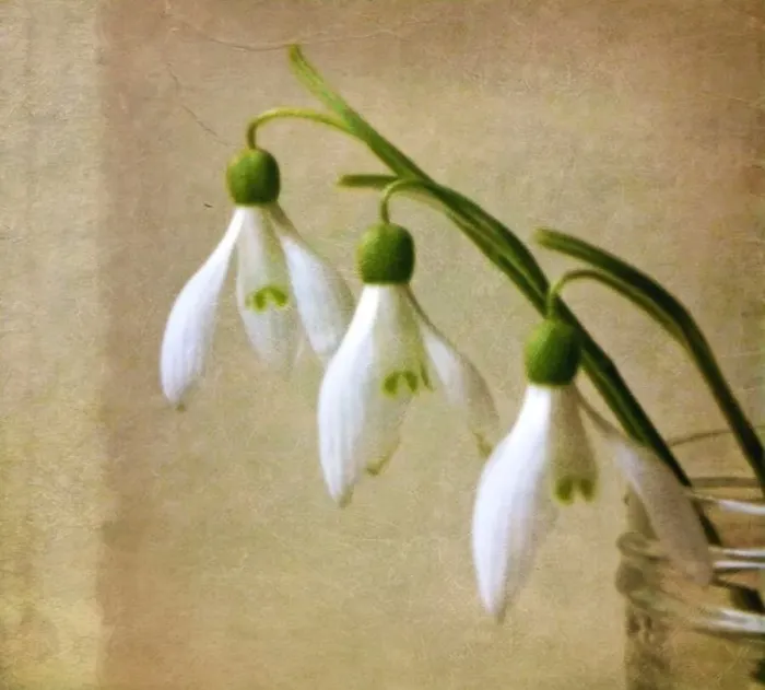 Framed Print : Snowdrops Still Life Framed Print : Snowdrops Still Life
