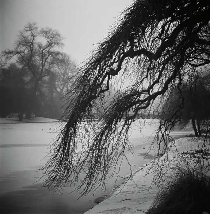 Framed Print : Snowfall In The Park Framed Print : Snowfall In The Park